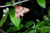 Apamea sublustris