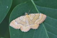 Camptogramma bilineata