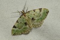Colostygia pectinataria