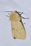 Spilarctia lutea