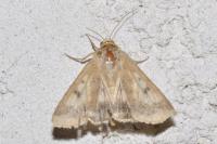 Helicoverpa armigera