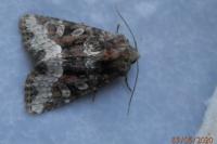 Oligia strigilis