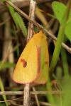 Diacrisia sannio