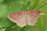 Scopula rubiginata
