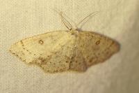 Cyclophora albipunctata