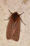Phragmatobia fuliginosa