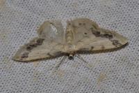 Idaea trigeminata