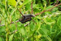Saturnia pavonia