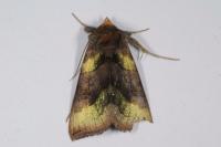 Diachrysia chrysitis