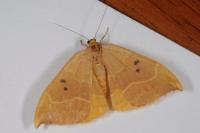 Watsonalla binaria