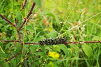 Saturnia pavonia