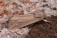 Mythimna riparia