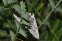 Siona lineata