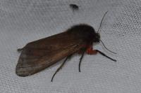 Phragmatobia fuliginosa