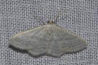 Idaea subsericeata