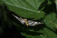 Anania hortulata