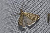 Chrysocramboides craterellus