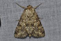 Conisania luteago olbiena