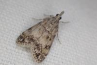 Eudonia lacustrata