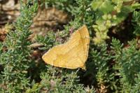 Camptogramma bilineata