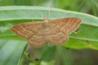 Idaea ochrata
