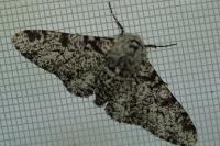 Biston betularia