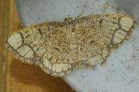 Stegania cararia