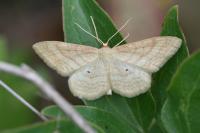 Idaea rufaria