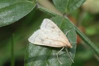 Udea numeralis