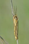 Spiris striata