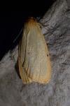 Cybosia mesomella