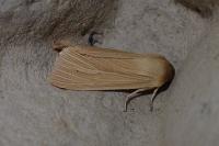Mythimna pallens