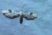 Eupithecia centaureata