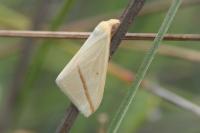 Rhodometra sacraria