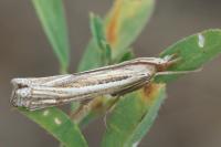Ancylolomia tentaculella
