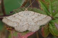 Isturgia murinaria