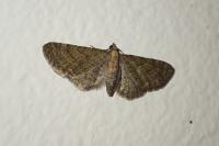 Eupithecia haworthiata