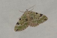 Colostygia pectinataria