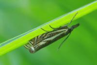 Crambus lathoniellus