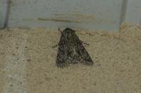 Acronicta auricoma