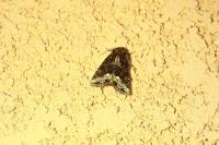 Oligia strigilis/versicolor