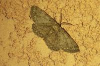 Hypomecis punctinalis