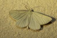Siona lineata