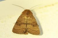 Hoplodrina