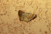 Macaria liturata