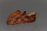 Ptilodon capucina
