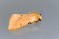 Spilarctia lutea