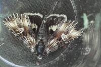 Actinotia radiosa