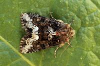 Oligia strigilis