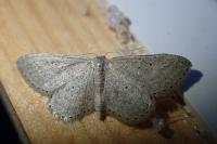 Idaea sylvestraria